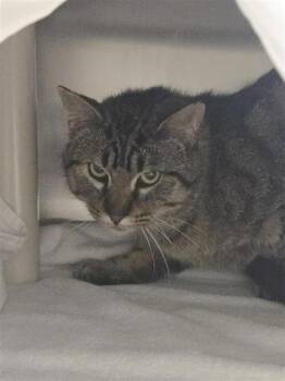 Domestic Short Hair Cats Available for Adoption - Roméo | PetCurious