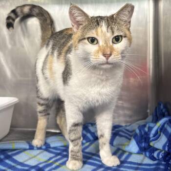 Princessa -  Domestic Short Hair Cat Available for Adoption in Boston, Massachusetts - Princessa | PetCurious