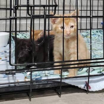 Nacho Cheez -  Domestic Short Hair Cat Available for Adoption in Mondovi, Wisconsin - Nacho Cheez | PetCurious