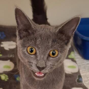 Ashton -  Domestic Short Hair Cat for Adoption in Zanesville, Ohio - Ashton | PetCurious