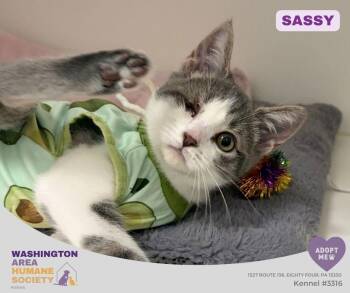 Sassy -  Domestic Short Hair Cat for Adoption in Eighty Four, Pennsylvania - Sassy | PetCurious