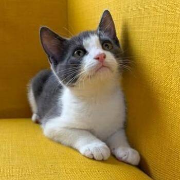 Splash -  Domestic Short Hair Cat for Adoption in Fairway, Kansas - Splash | PetCurious