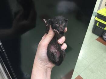 Domestic Short Hair Cats Available for Adoption in Thousand Palms, California - A1917414 | PetCurious