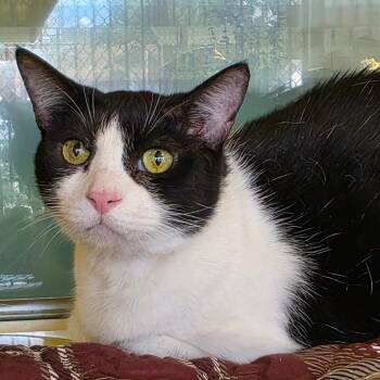 Boo -  Domestic Short Hair and Mixed Breed Cat for Adoption in Abilene, Texas - Boo | PetCurious