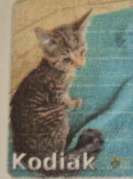 Kodiak -  Domestic Short Hair Cat for Adoption in Pittsboro, North Carolina - Kodiak | PetCurious
