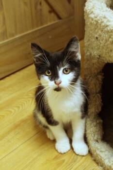 Rescue Domestic Short Hair Cats for Adoption in Urbana, Ohio - Ulysses | PetCurious