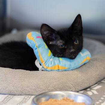 Samwise -  Domestic Short Hair Cat for Adoption - Samwise | PetCurious