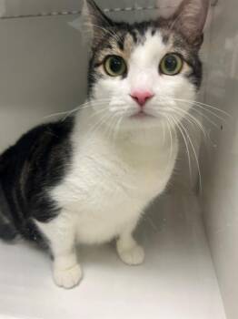 BERTHA -  Domestic Short Hair Cat for Adoption in Winter Haven, Florida - BERTHA | PetCurious