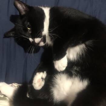 Peter -  Domestic Short Hair Cat for Adoption in New York, New York - Peter | PetCurious
