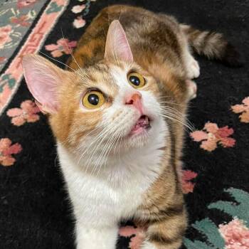 Lily -  Domestic Short Hair and Egyptian Mau Cat for Adoption in Brampton, Ontario - Lily | PetCurious