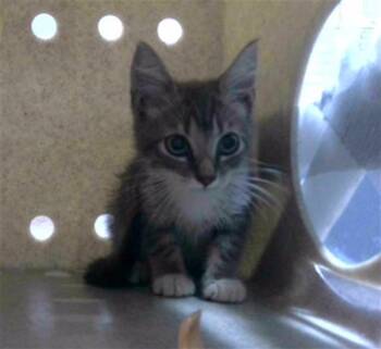 EDMUND -  Domestic Short Hair Cat for Adoption in Tallahassee, Florida - EDMUND | PetCurious