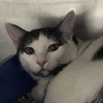 Clever -  Domestic Short Hair Cat for Adoption in Spokane, Washington - Clever | PetCurious