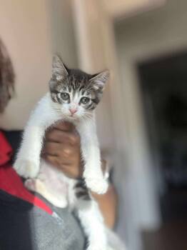 Rescue Domestic Short Hair Cats for Adoption in Shawnee, Oklahoma - Lola | PetCurious
