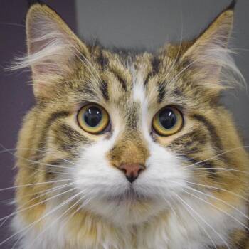 Maine Coon and Domestic Long Hair Cats Available for Adoption in Huntley, Illinois - Ziggy | PetCurious