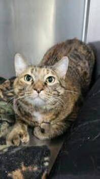 Margot -  Domestic Short Hair Cat for Adoption in Manitowoc, Wisconsin - Margot | PetCurious