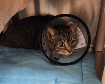 Cupcake -  Domestic Short Hair Cat for Adoption in Vancouver, Washington - Cupcake | PetCurious