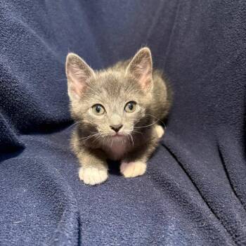 Shuna -  Domestic Short Hair Cat for Adoption in Wichita, Kansas - Shuna | PetCurious