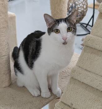 Rescue Domestic Short Hair and Tabby Cats for Adoption in West Palm Beach, Florida - Alex | PetCurious