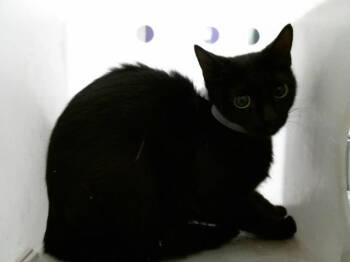 Domestic Short Hair Cats Available for Adoption in Houston, Texas - A2072591 | PetCurious