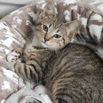 Twixie Whitepaw -  Domestic Short Hair Cat for Adoption in Pittsburgh, Pennsylvania - Twixie Whitepaw | PetCurious