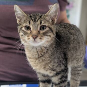 Rescue Domestic Short Hair Cats for Adoption in Canton, Illinois - Greyson | PetCurious