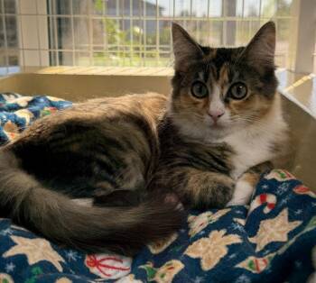Domestic Medium Hair Cats Available for Adoption in St. Helens, Oregon - 26-03 Calypso | PetCurious
