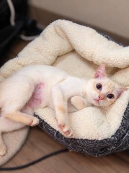 Sugar M -  Siamese Cat for Adoption in Fresno, California - Sugar M | PetCurious
