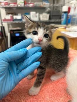 Domestic Short Hair Cats Available for Adoption in Alameda, California - HARBOR | PetCurious