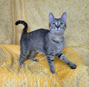 Olive -  Domestic Short Hair Cat for Adoption in Cumberland, Maine - Olive | PetCurious