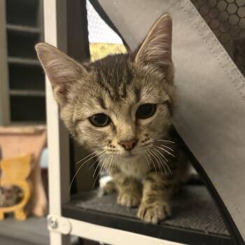 Rescue Domestic Short Hair Cats for Adoption in Stoughton, Wisconsin - Cornichon | PetCurious