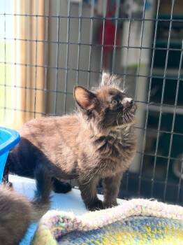 Domestic Long Hair Cats Available for Adoption in Algona, Iowa - PORTER | PetCurious