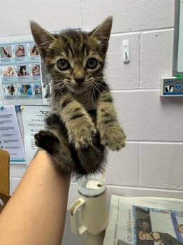 PETOSKEY -  Domestic Short Hair Cat for Adoption in Jacksonville, Florida - PETOSKEY | PetCurious