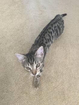 Star -  Tabby Cat for Adoption in St. Petersburg, Florida - Star | PetCurious