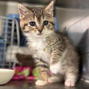 Penelope -  Domestic Short Hair and Mixed Breed Cat for Adoption in Jasper, Indiana - Penelope | PetCurious