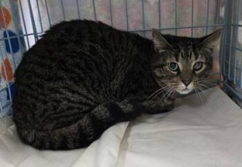 Thor -  Domestic Short Hair Cat for Adoption in Gainesville, Florida - Thor | PetCurious