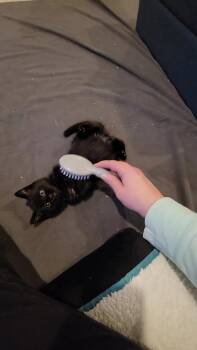 Rescue Domestic Short Hair Cats for Adoption in Ellicott City, Maryland - Gomez Bonded With Morticia | PetCurious