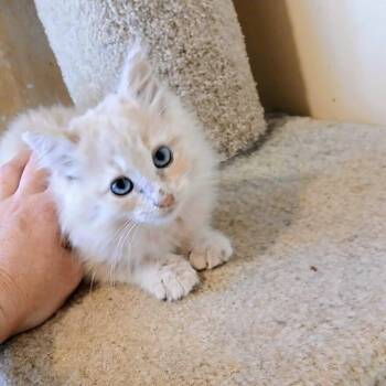 Siamese and Domestic Short Hair Cats Available for Adoption - Gravy | PetCurious