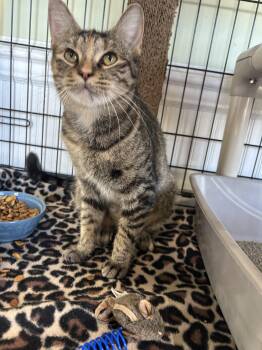 Monroe -  Domestic Short Hair Cat for Adoption in Cape May, New Jersey - Monroe | PetCurious