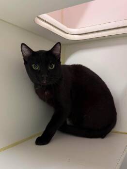 Raven B -  Domestic Short Hair Cat for Adoption in Leitchfield, Kentucky - Raven B | PetCurious