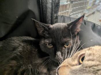 Sadie -  Domestic Short Hair Cat for Adoption in Cincinnati, Ohio - Sadie | PetCurious