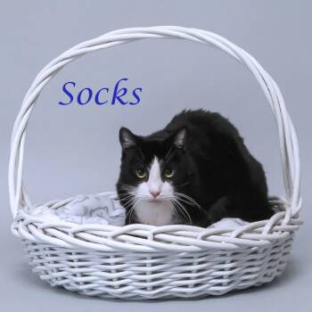 Domestic Short Hair Cats Available for Adoption in Lebanon, Tennessee - Socks C26-098 | PetCurious