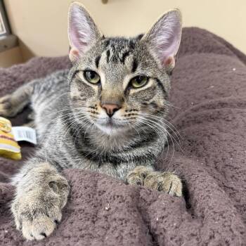 Domestic Short Hair Cats Available for Adoption in Hazlet, New Jersey - Linx | PetCurious