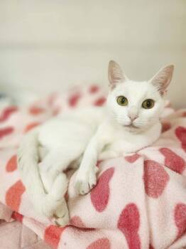 Sugar -  Domestic Short Hair Cat for Adoption in Social Circle, Georgia - Sugar | PetCurious