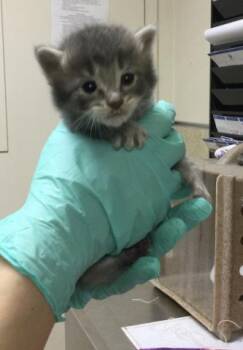 Domestic Short Hair Cats Available for Adoption in Riverside, California - A1914265 | PetCurious