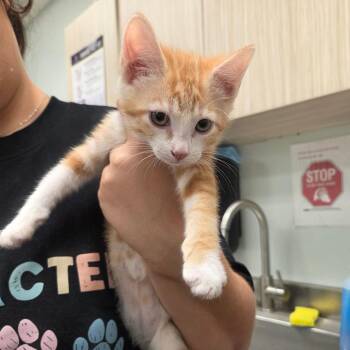 Fable -  Domestic Short Hair Cat for Adoption in Chattanooga, Tennessee - Fable | PetCurious