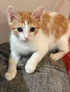 Zach -  Domestic Short Hair Cat for Adoption in Concord, North Carolina - Zach | PetCurious