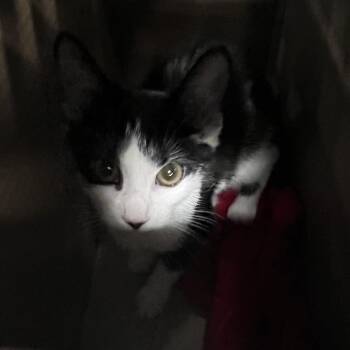 Whisp -  Domestic Short Hair Cat for Adoption in Philadelphia, Pennsylvania - Whisp | PetCurious