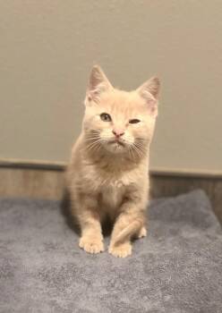 Domestic Short Hair Cats Available for Adoption in Sorrento, Louisiana - 26-0401C | PetCurious