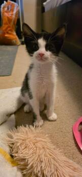 Sprout -  Domestic Short Hair Cat for Adoption in Berwick, Pennsylvania - Sprout | PetCurious