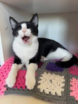 Rescue Domestic Short Hair Cats for Adoption in Vancouver, Washington - Morpheus | PetCurious